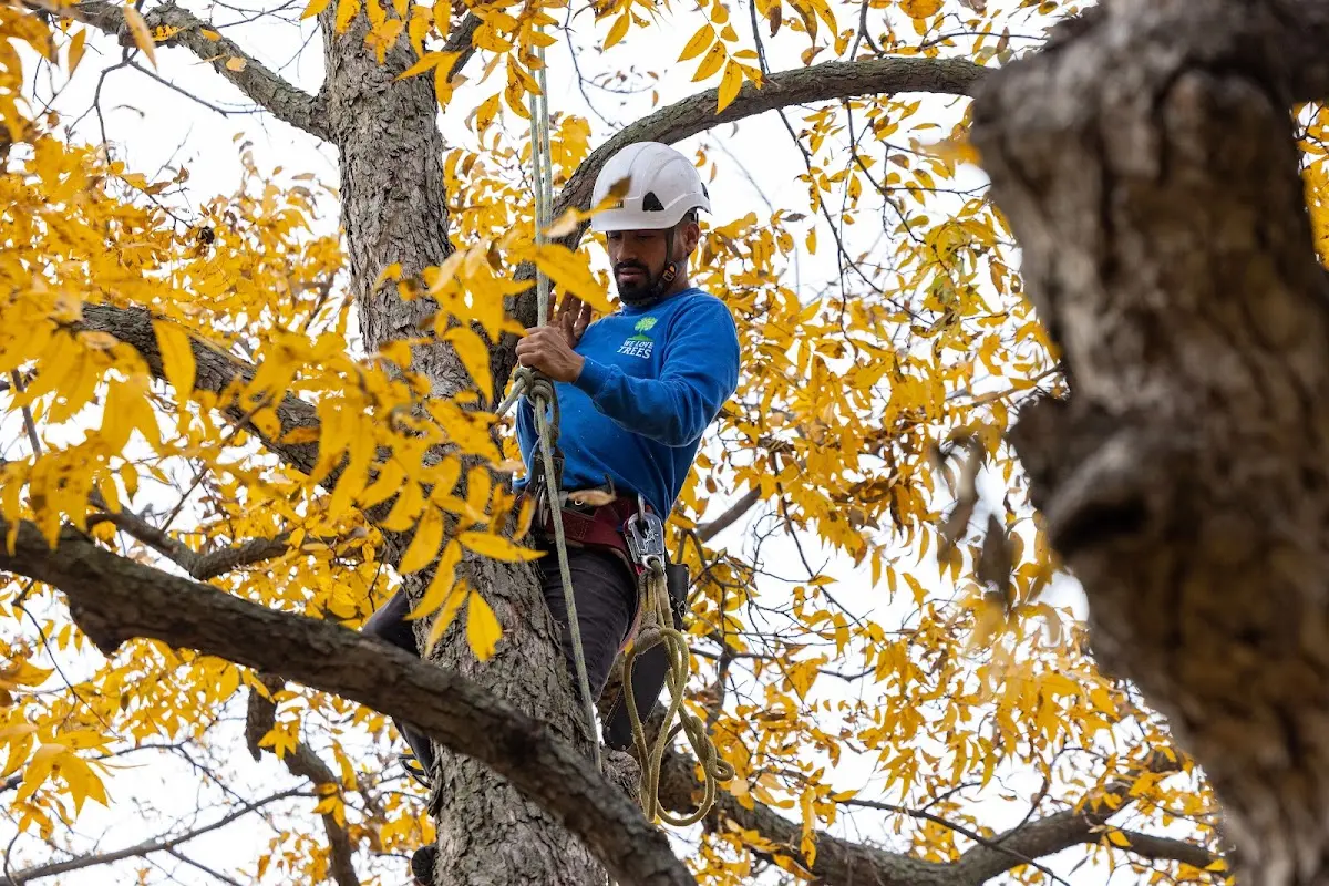 Skilled Tree Pruning crew working in South Ozone Park